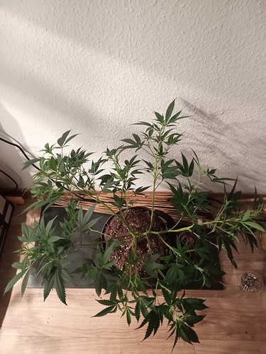 Growreport Bild 20