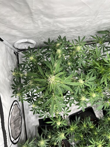 Growreport Bild 31
