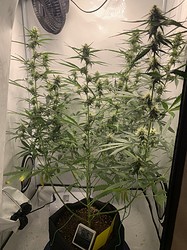 Growreport Bild 19