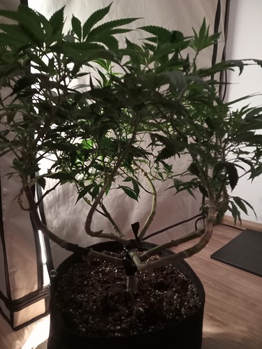 Growreport Bild 23