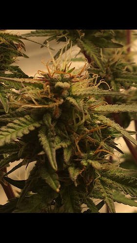 Growreport Bild 11