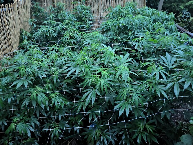 Growreport Bild 4