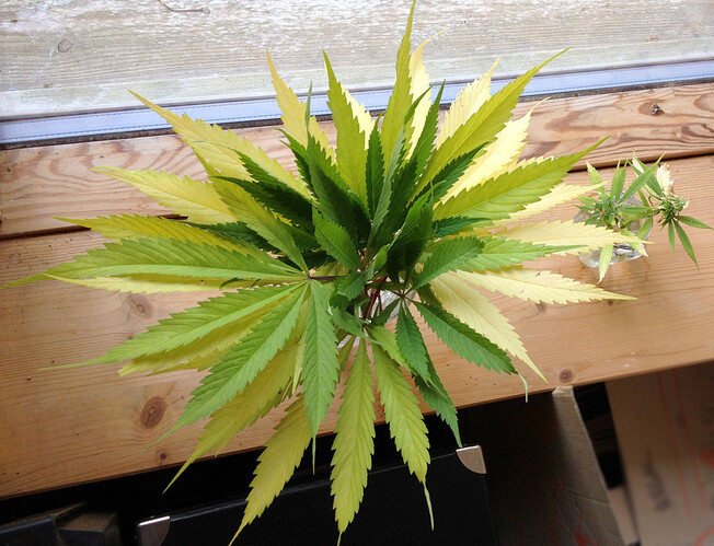 Growreport Bild 11