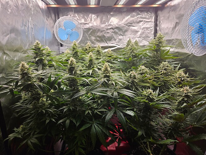 Growreport Bild 32