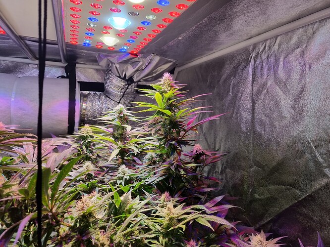 Growreport Bild 33