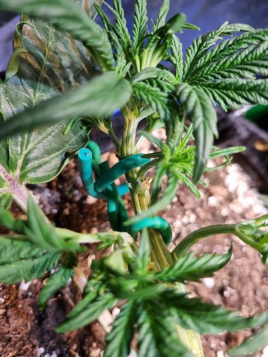 Growreport Bild 4