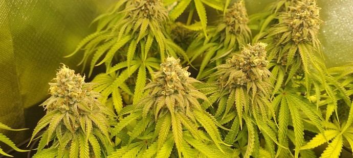 Growreport Bild 6