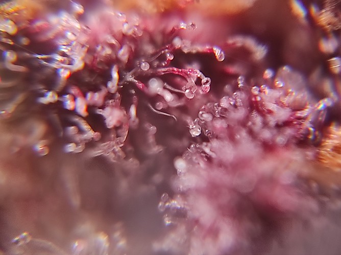Growreport Bild 11
