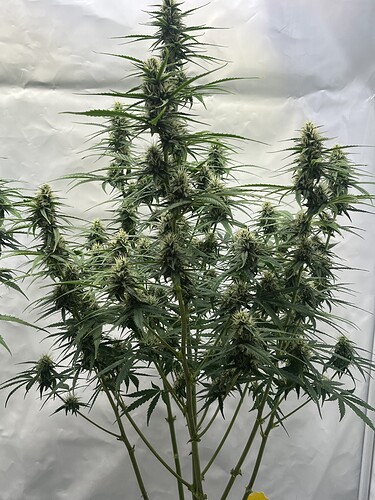 Growreport Bild 17