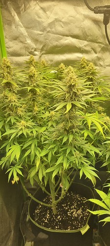 Growreport Bild 4