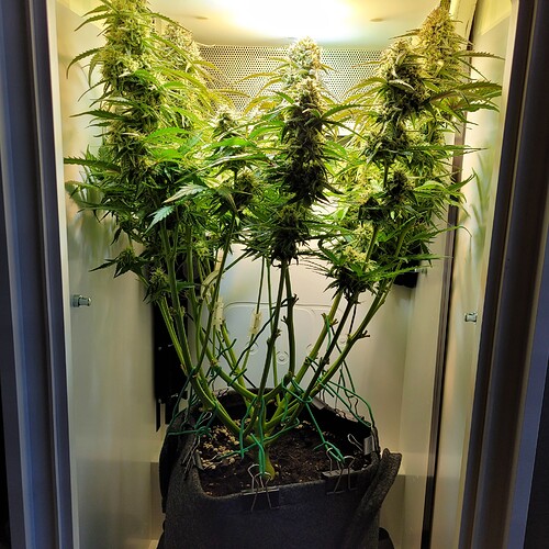 Growreport Bild 4
