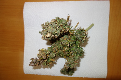 Growreport Bild 37