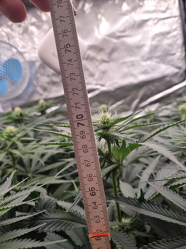 Growreport Bild 18