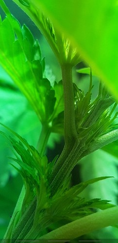 Growreport Bild 2