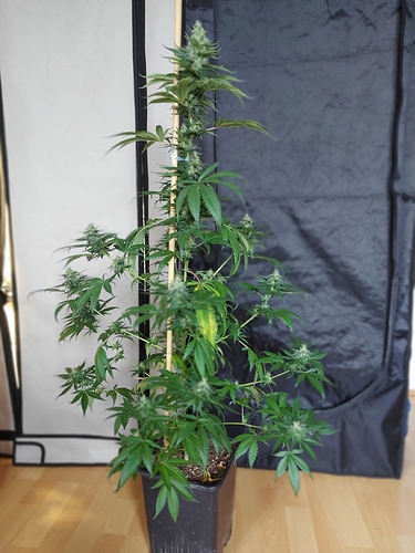 Growreport Bild 2