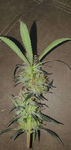 Growreport Bild 21