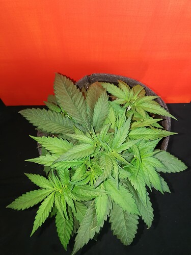 Growreport Bild 22