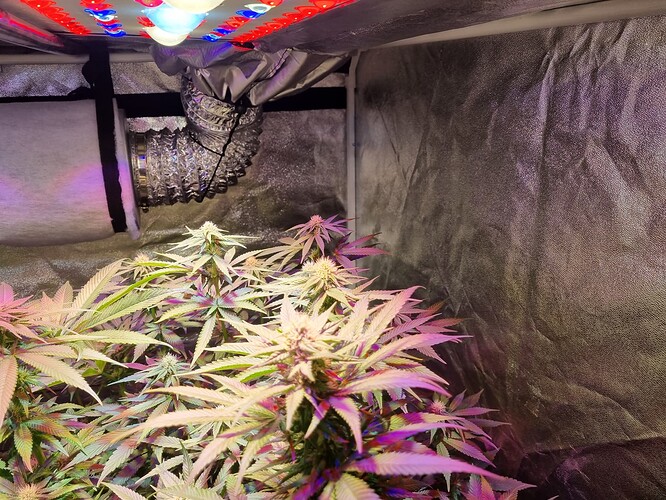 Growreport Bild 35