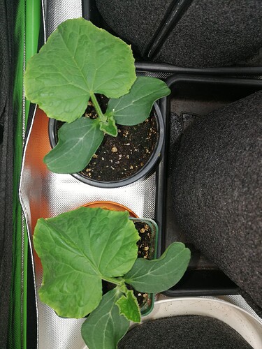 Growreport Bild 150