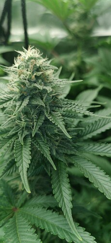 Growreport Bild 27