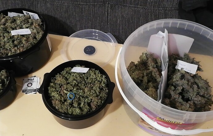 Schrankgrow mit DWC bzw Aeroponic