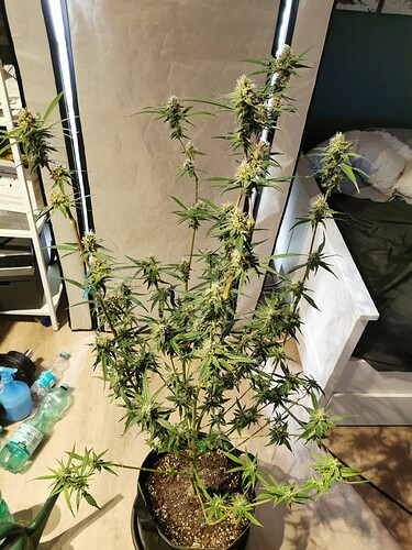 Growreport Bild 10
