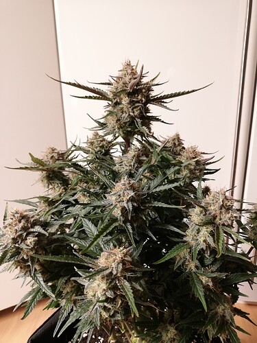 Mimosa_240102-4