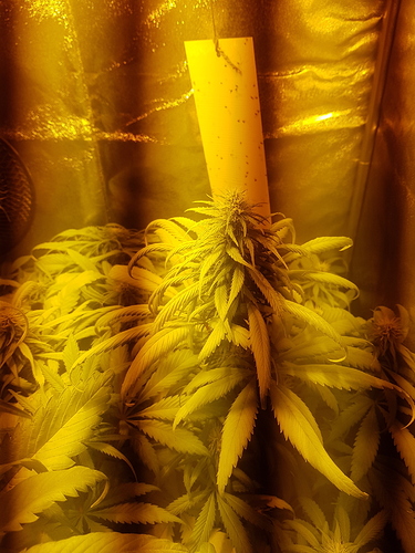 Growreport Bild 2