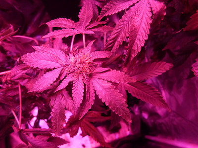 Growreport Bild 2