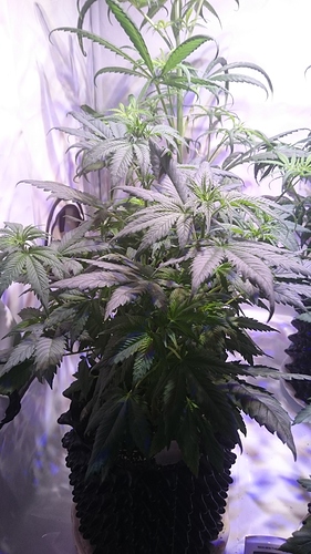 Growreport Bild 3