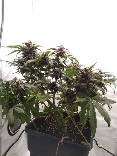 Growreport Bild 7
