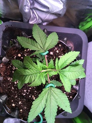 Growreport Bild 2