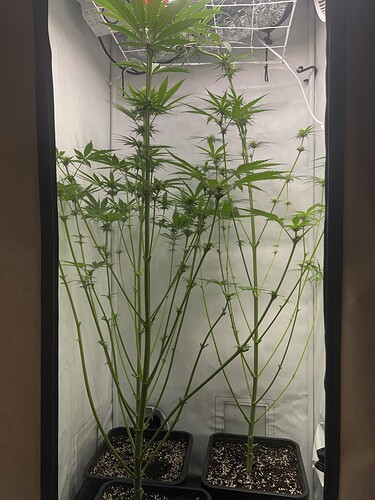 Growreport Bild 1