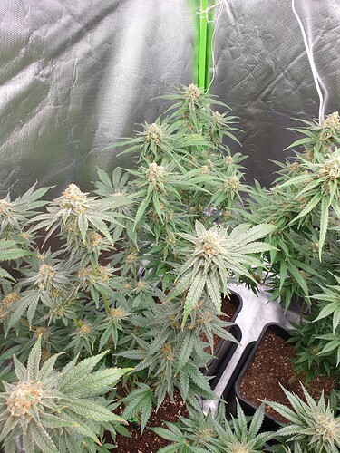 Growreport Bild 11