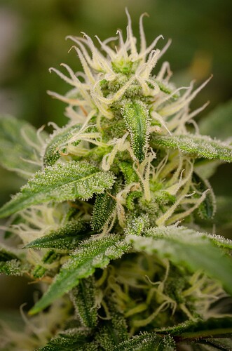 Growreport Bild 5