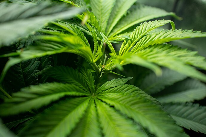 Growreport Bild 12