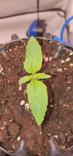 Growreport Bild 3