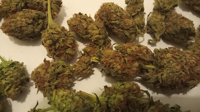 Growreport Bild 17