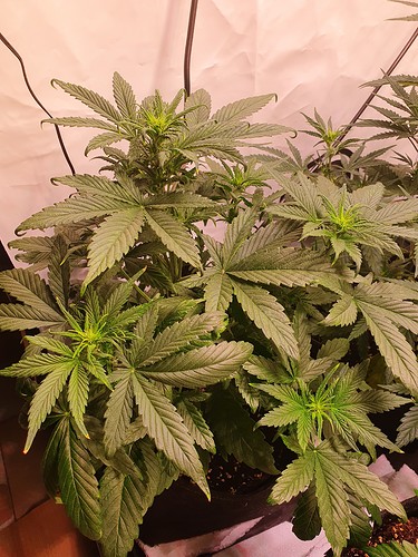 Growreport Bild 8