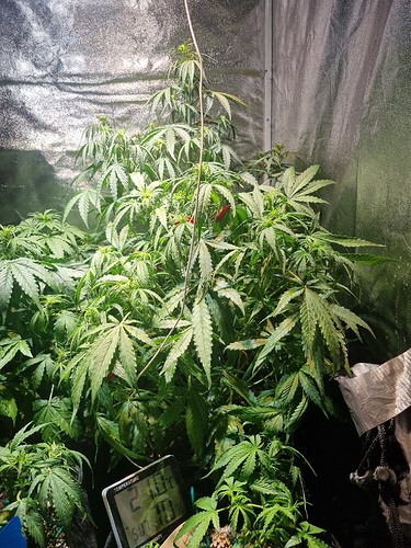 Growreport Bild 2