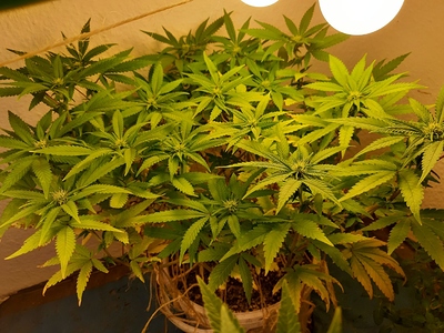 Growreport Bild 3