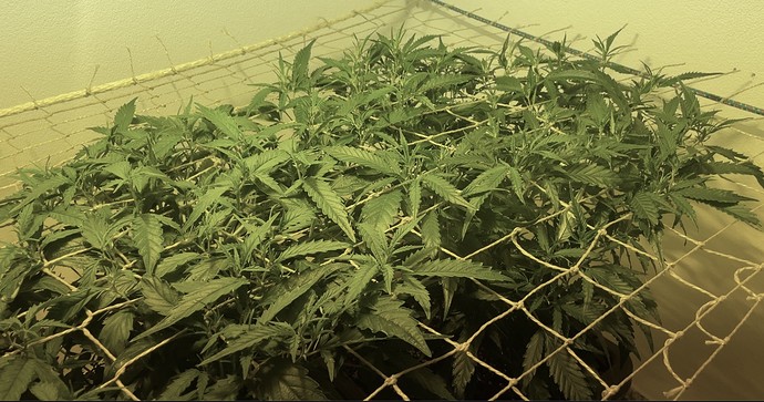 Growreport Bild 14