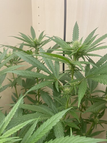 Growreport Bild 6