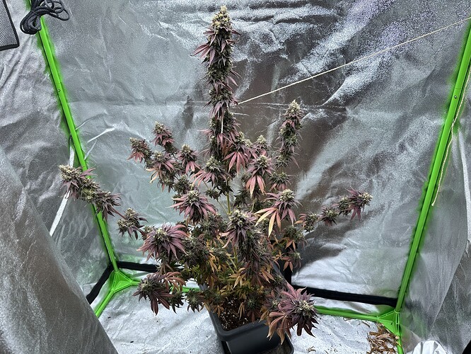 Growreport Bild 2