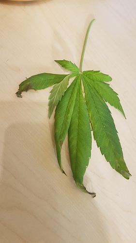 Growreport Bild 15