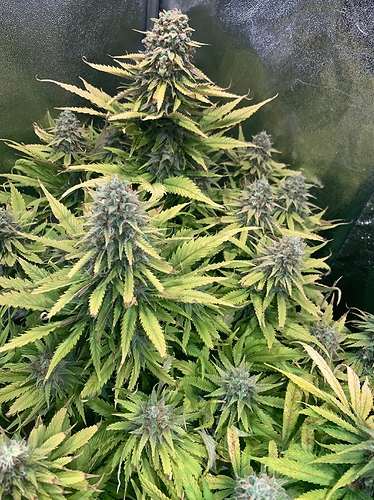 Growreport Bild 4