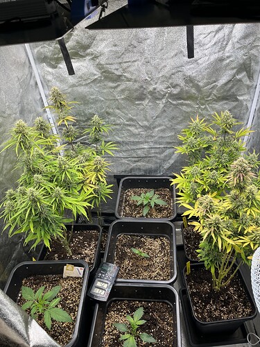 Growreport Bild 1