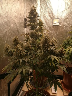 Growreport Bild 3