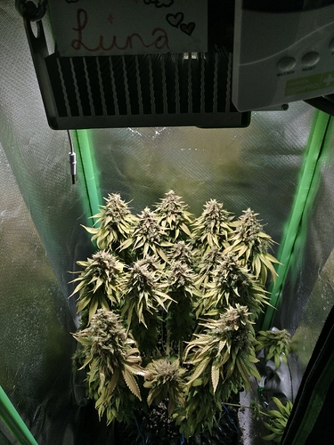 Growreport Bild 3