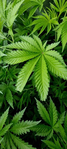 Growreport Bild 9